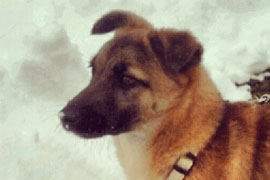 Slika